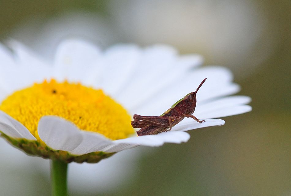 La vita in un fiore: terza parte